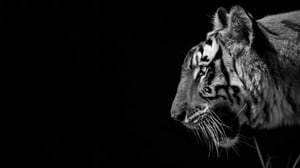 data-backup-and-revocery-with-Rubrik-cover-2